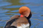 Red-crested Pochard