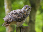 Eagle Owl