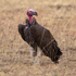 Lappet-faced Vulture standing on the gorund