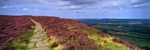 Path Through the Heather, The Wainstones