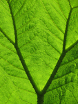 Leaf Pattern