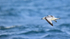 Juvenile Kittiwake flying, wings down, Snæfellsnes peninsula, Iceland