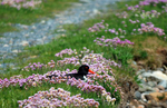 Oystercatcher