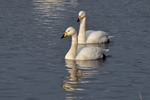 Whooper Swans