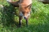 Red Fox