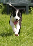 18 Nine weeks old