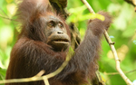 Danum valley