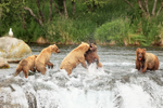 Brown Bear fight over salmon, Brooks Falls, Alaska