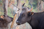 Gaur