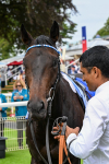260725-Race 2-Elmonjed-0382