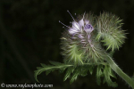 RAL_D7A7558a