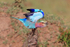 Lilac-breasted Roller about to take off from a dead tree stump