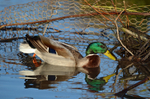 Mallard