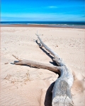 Driftwood at Lossiemouth