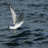 Bonaparte's Gull lifts off, Farmoor Reservoir