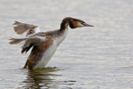 Great Crested Grebe