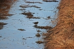 Temminck’s Stint