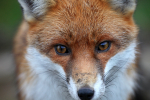 Red Fox Warning_ AGTO99