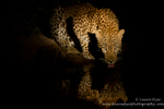 Drinking Male leopard