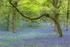 Kinclaven woods 02