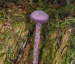 Amethyst Deceiver