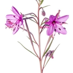 Dodonaeus' willow herb (Epilobium dodonae)