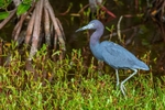 Little Blue