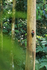Pale-billed Woodpecker (male) at nest hole, Osa Peninsula, Costa Rica