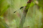 Dragonfly resting on a branch in a jungle clearing in