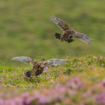 Red Grouse in flight