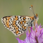 Spotted fritillary (Melitaea didyma)