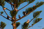 Tree Full 2