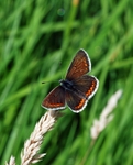 Common Blue