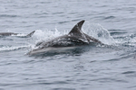 Dusky Dolphin skimming sea surface, Chile