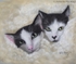 Two kittens on Their First Day