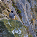 Peregrine (adult) on a cliff ledge