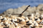 Brown Skua patrolling Albatross colony, Steeple Jason