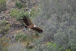 Griffon Vulture