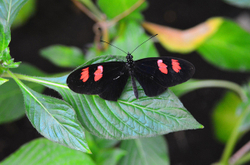 Butterfly Gallery portfolio