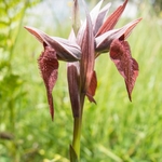 Heart-lipped Serapias (Serapias cordigera)