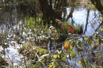 Red Leaf 7