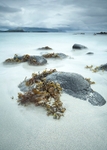 Beach Canna
