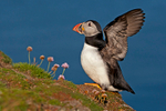 Puffin