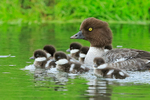 Barrow's Goldeneye portfolio
