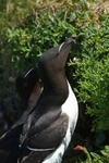Razorbill portfolio