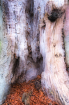 4th January Dragon Tree