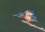 Kingfisher - Alcedo atthis