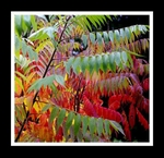 Rhus typhina 1.2