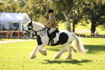 S3 - TSR Ridden Pony Showing portfolio