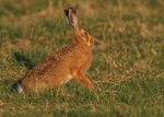 Brown Hare